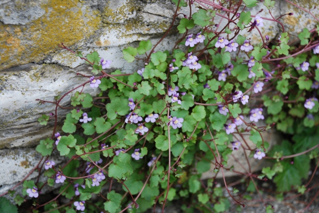 Cymbalaria muralis